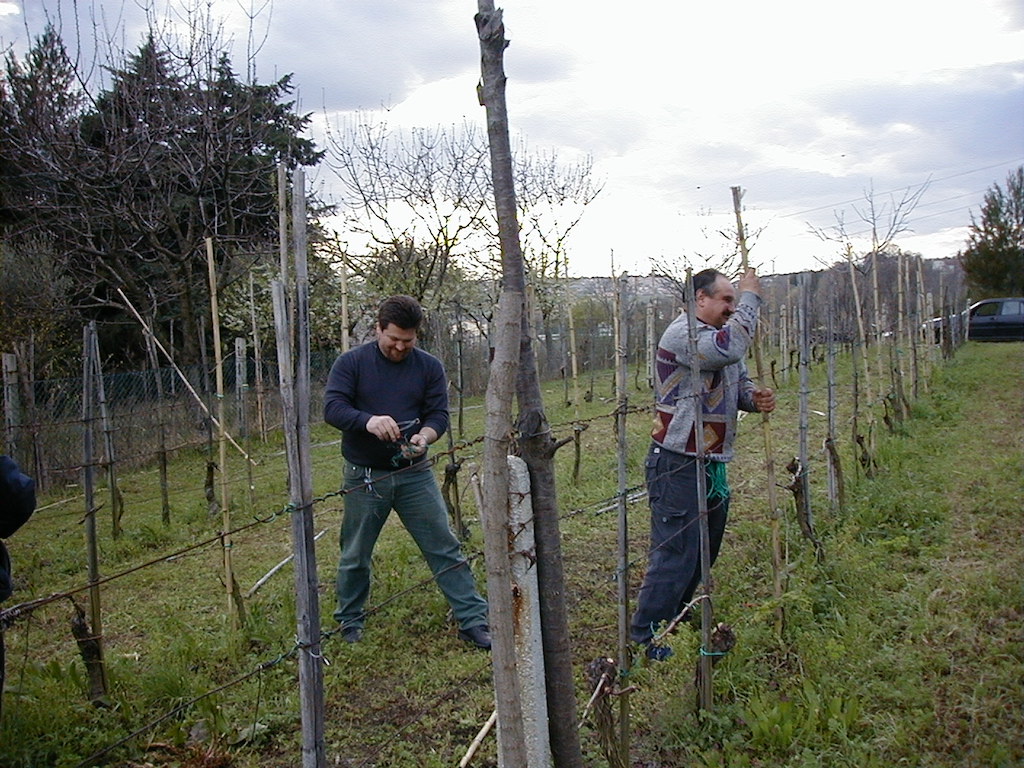  La vigna mia